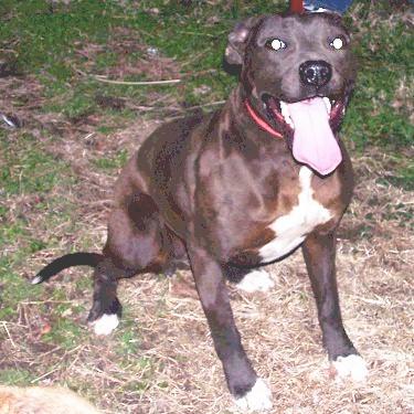 Smiths Zoey Pit Bull Front.jpg